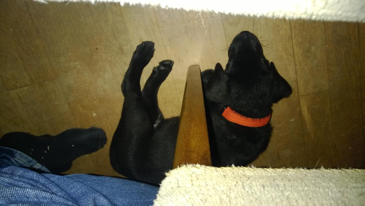 Blanding af racer Mikkel - mikkel billede 1