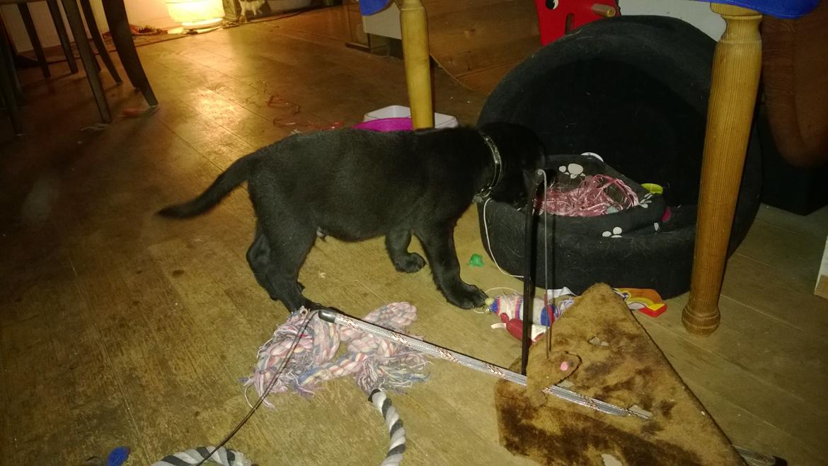 Blanding af racer Mikkel billede 2