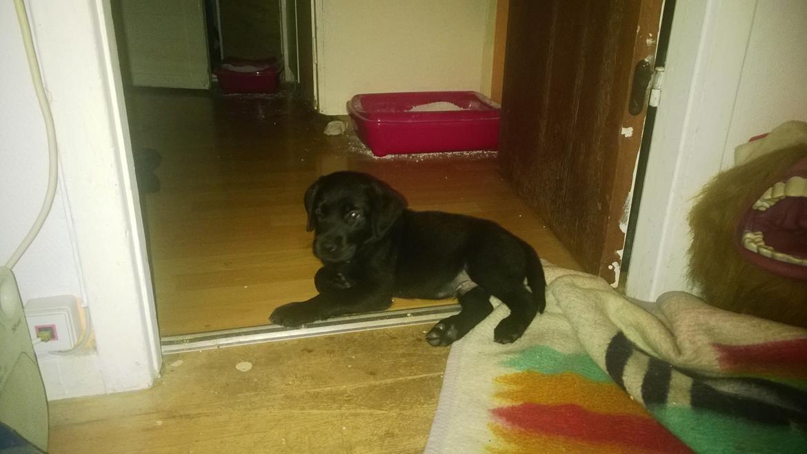 Blanding af racer Mikkel billede 7