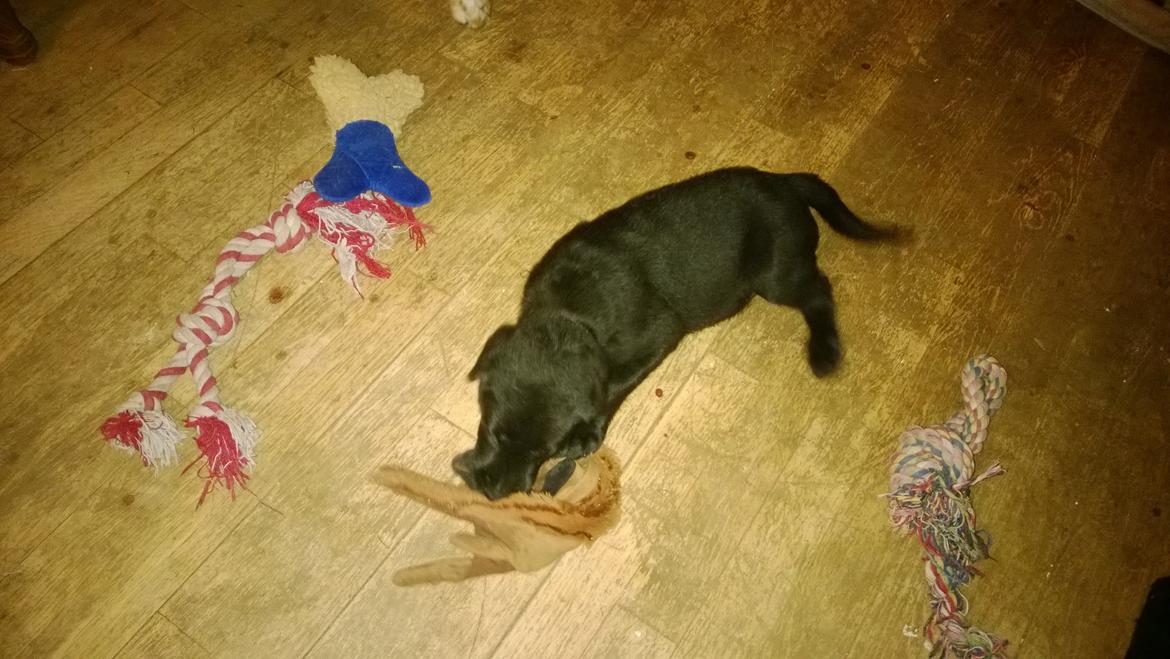 Blanding af racer Mikkel billede 3