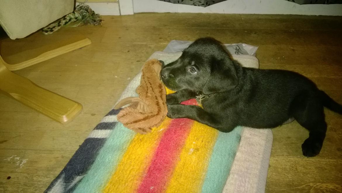 Blanding af racer Mikkel billede 4