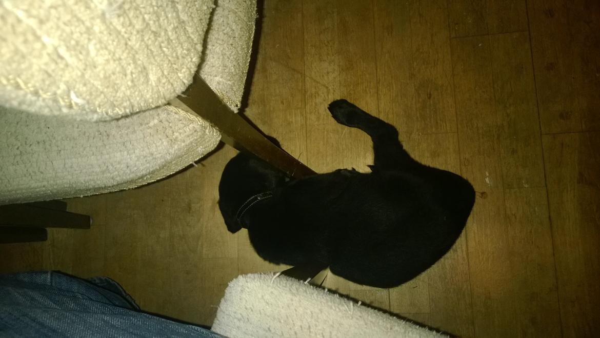 Blanding af racer Mikkel billede 5