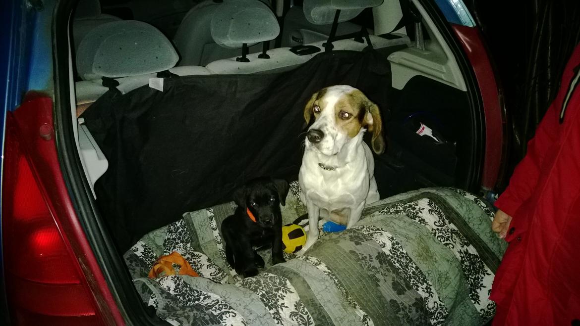 Blanding af racer Mikkel - mikkel og luna på vej ud og køre bil billede 8