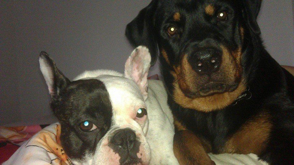 Rottweiler * Malou * billede 2