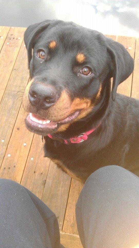 Rottweiler * Malou * billede 3