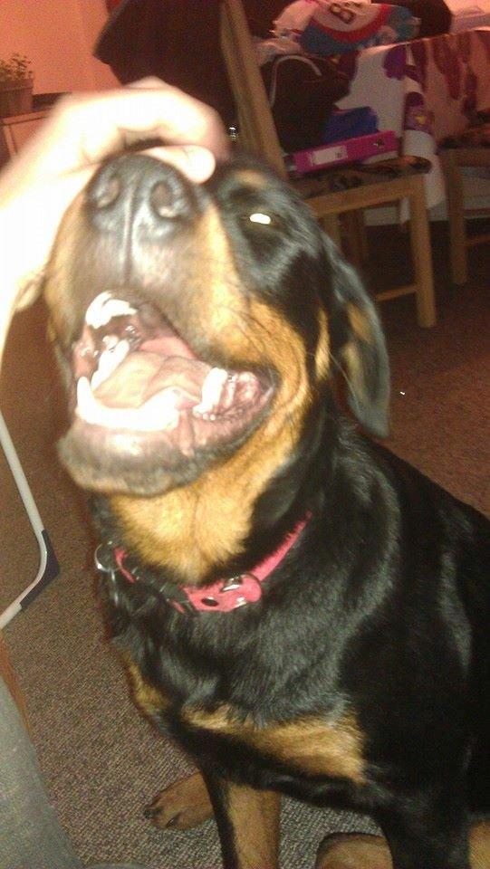 Rottweiler * Malou * billede 4