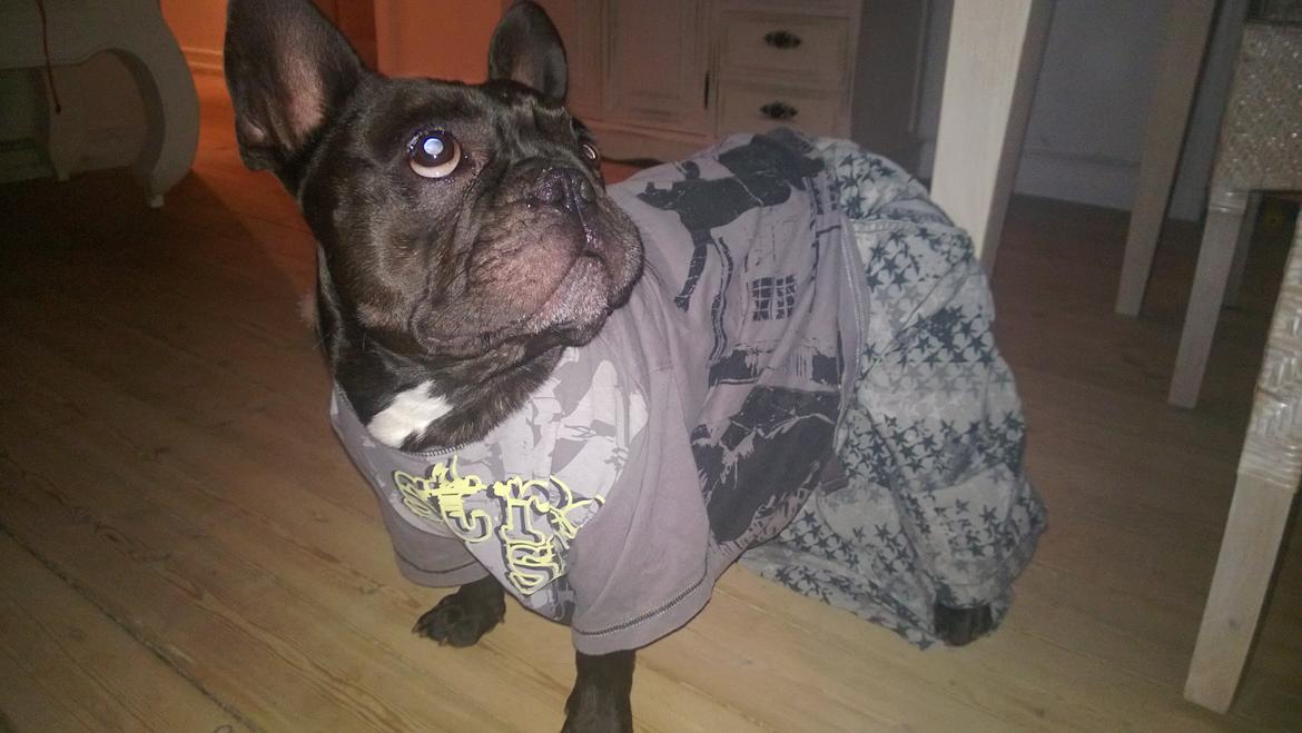 Fransk bulldog Kato billede 13