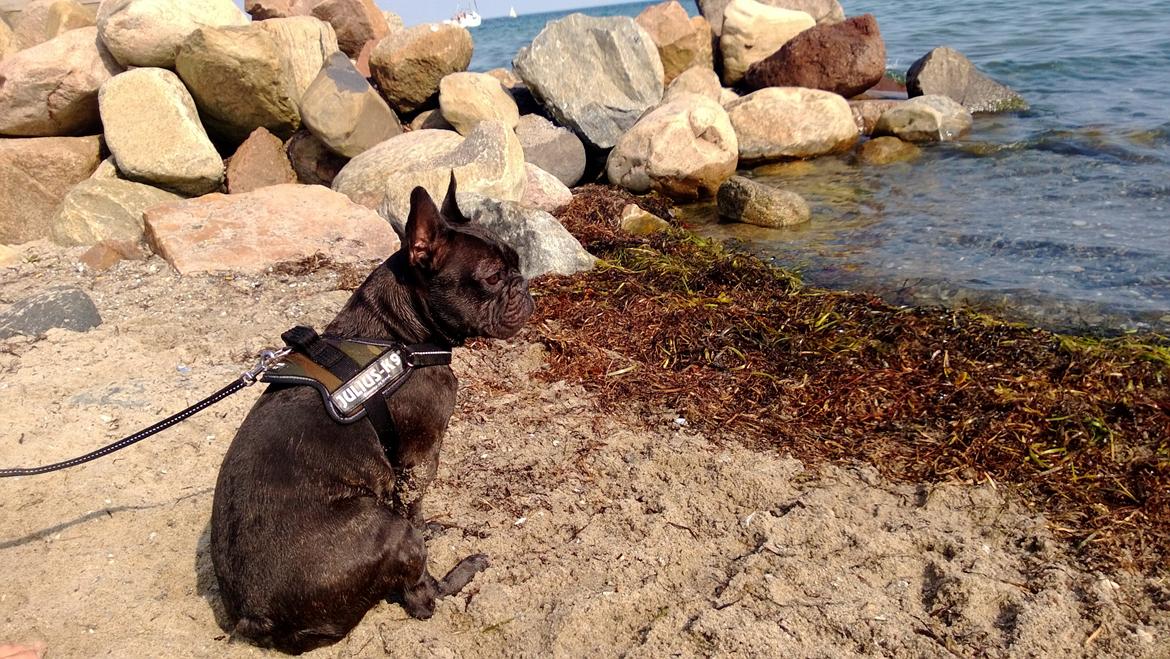 Fransk bulldog Kato billede 14