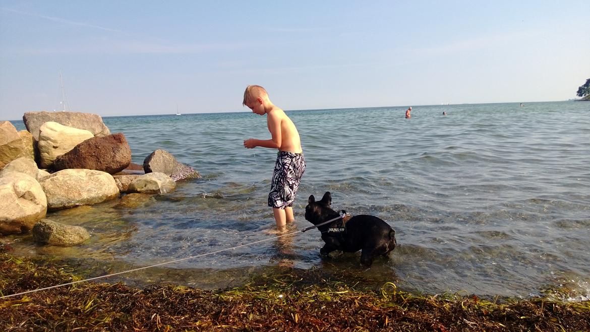 Fransk bulldog Kato billede 15