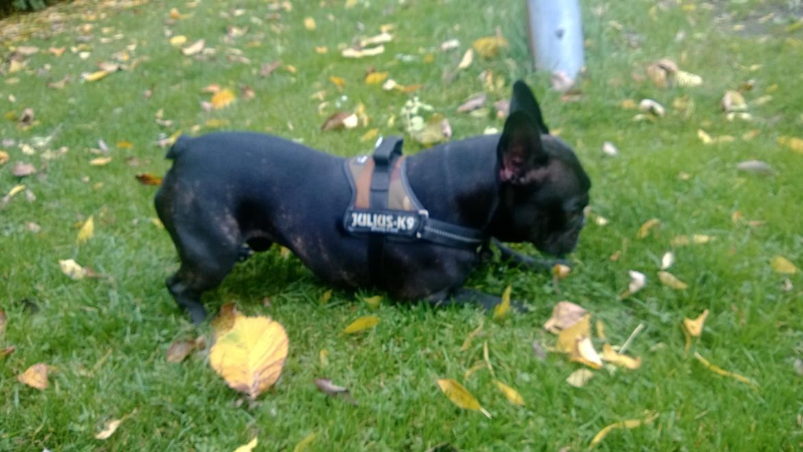 Fransk bulldog Kato billede 16