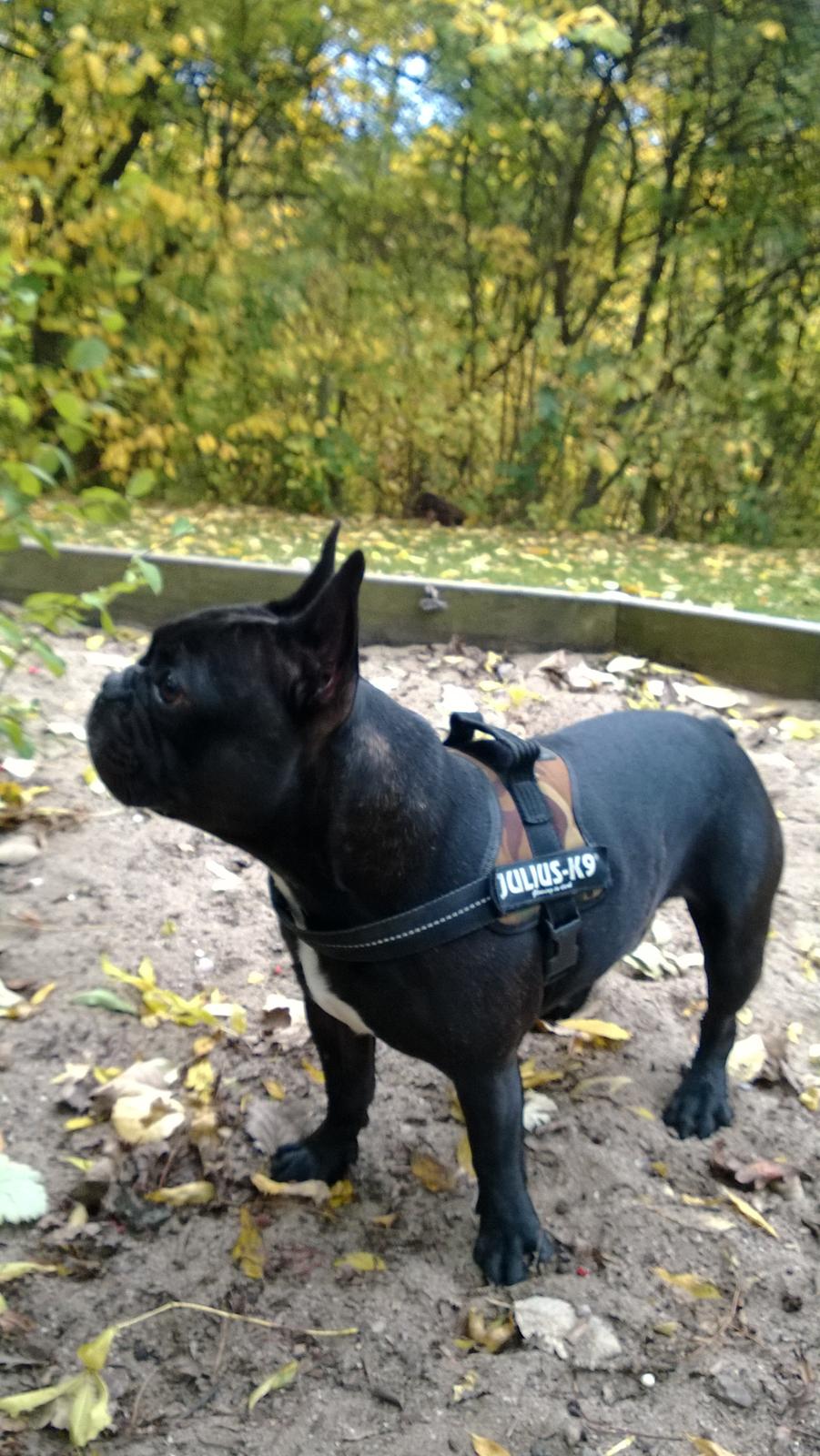 Fransk bulldog Kato billede 17