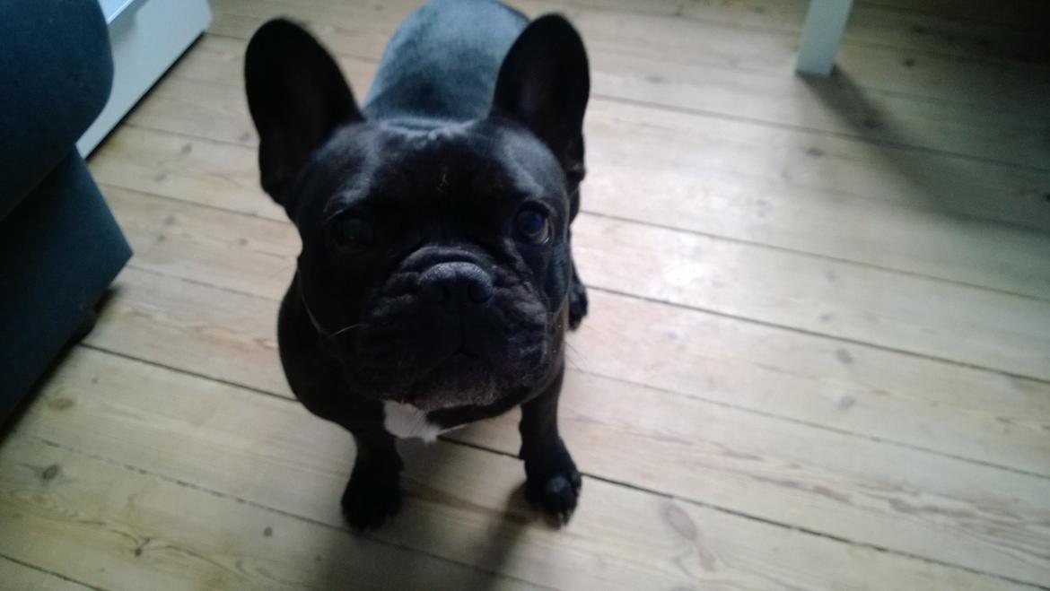 Fransk bulldog Kato billede 2