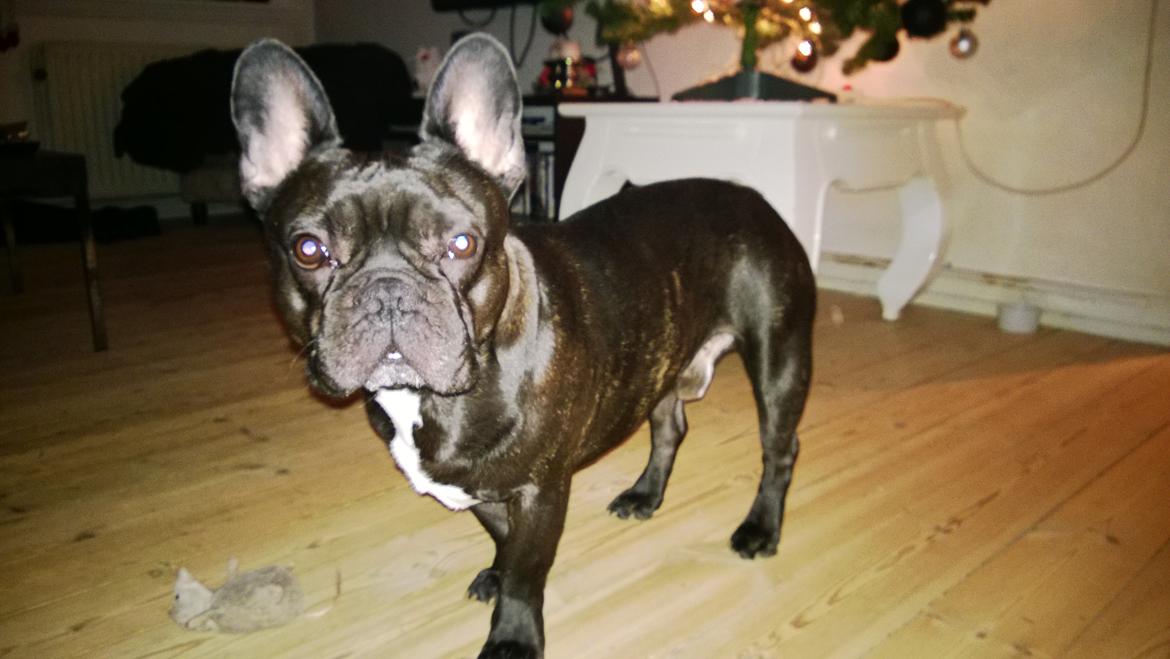 Fransk bulldog Kato billede 18