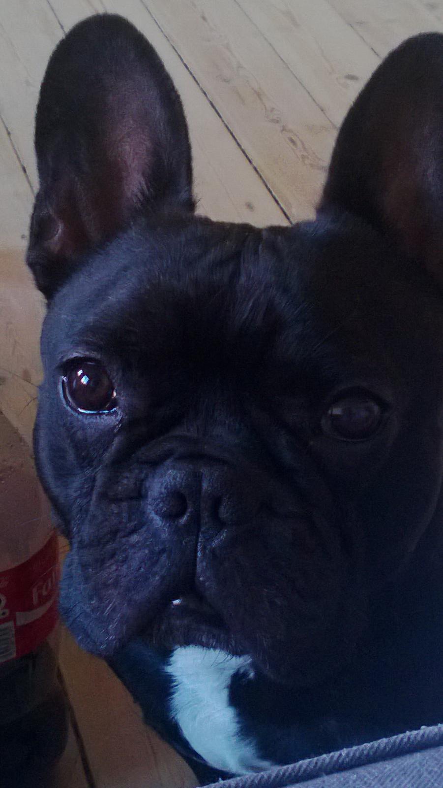 Fransk bulldog Kato billede 1