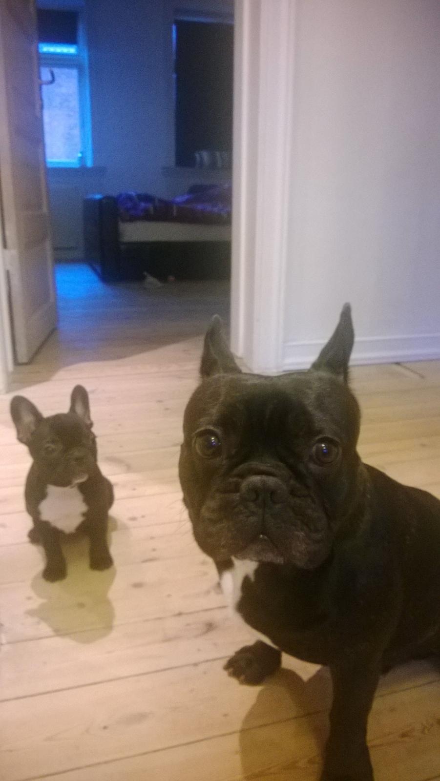 Fransk bulldog Mini billede 2