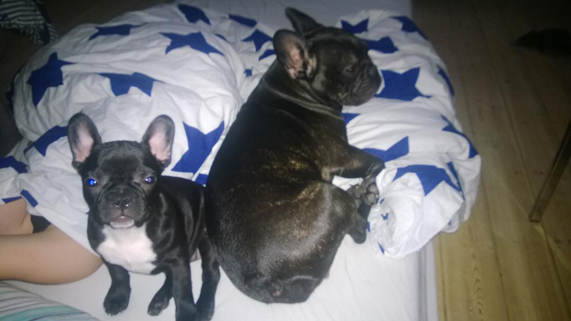 Fransk bulldog Mini billede 4