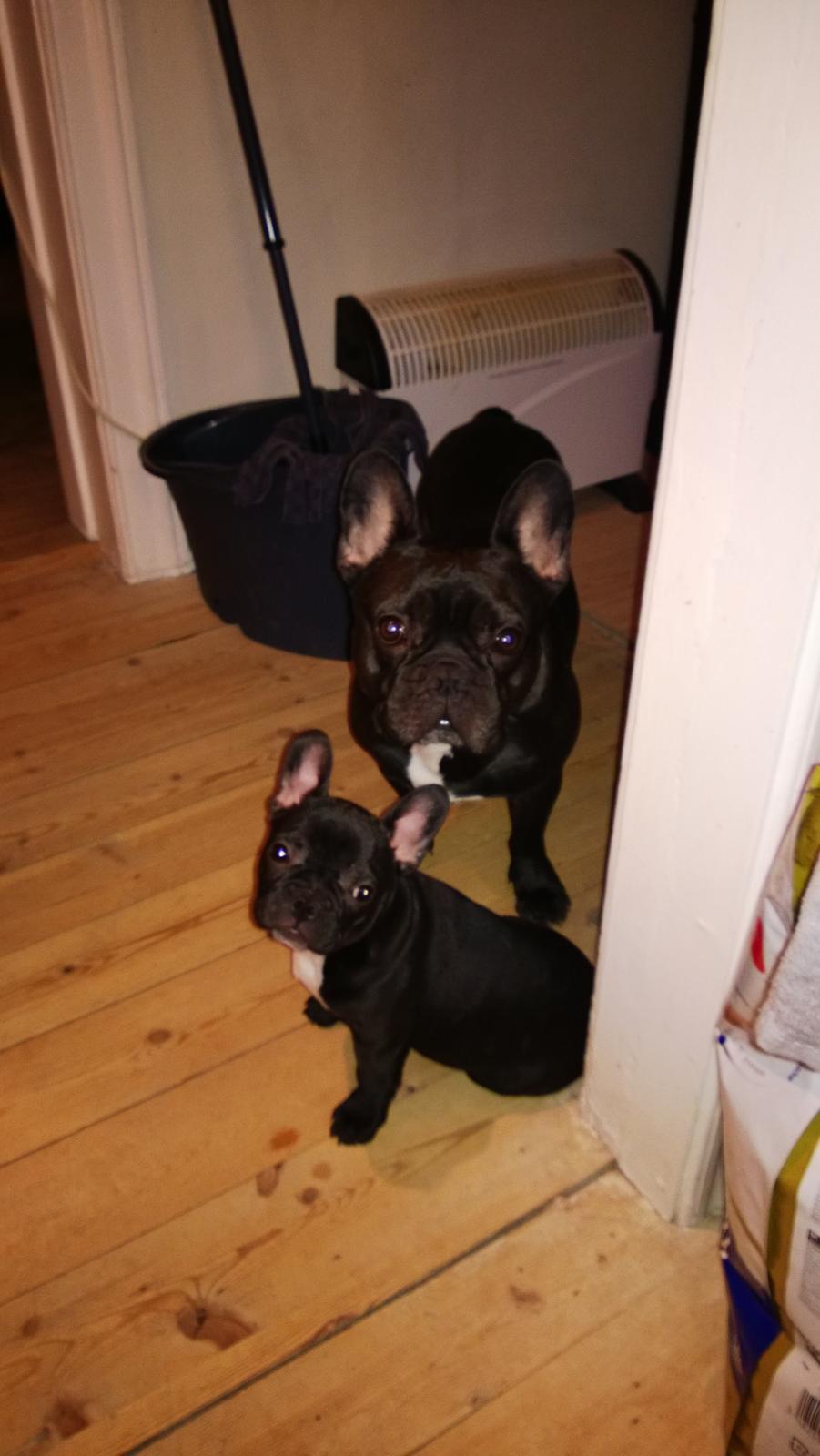 Fransk bulldog Mini billede 5