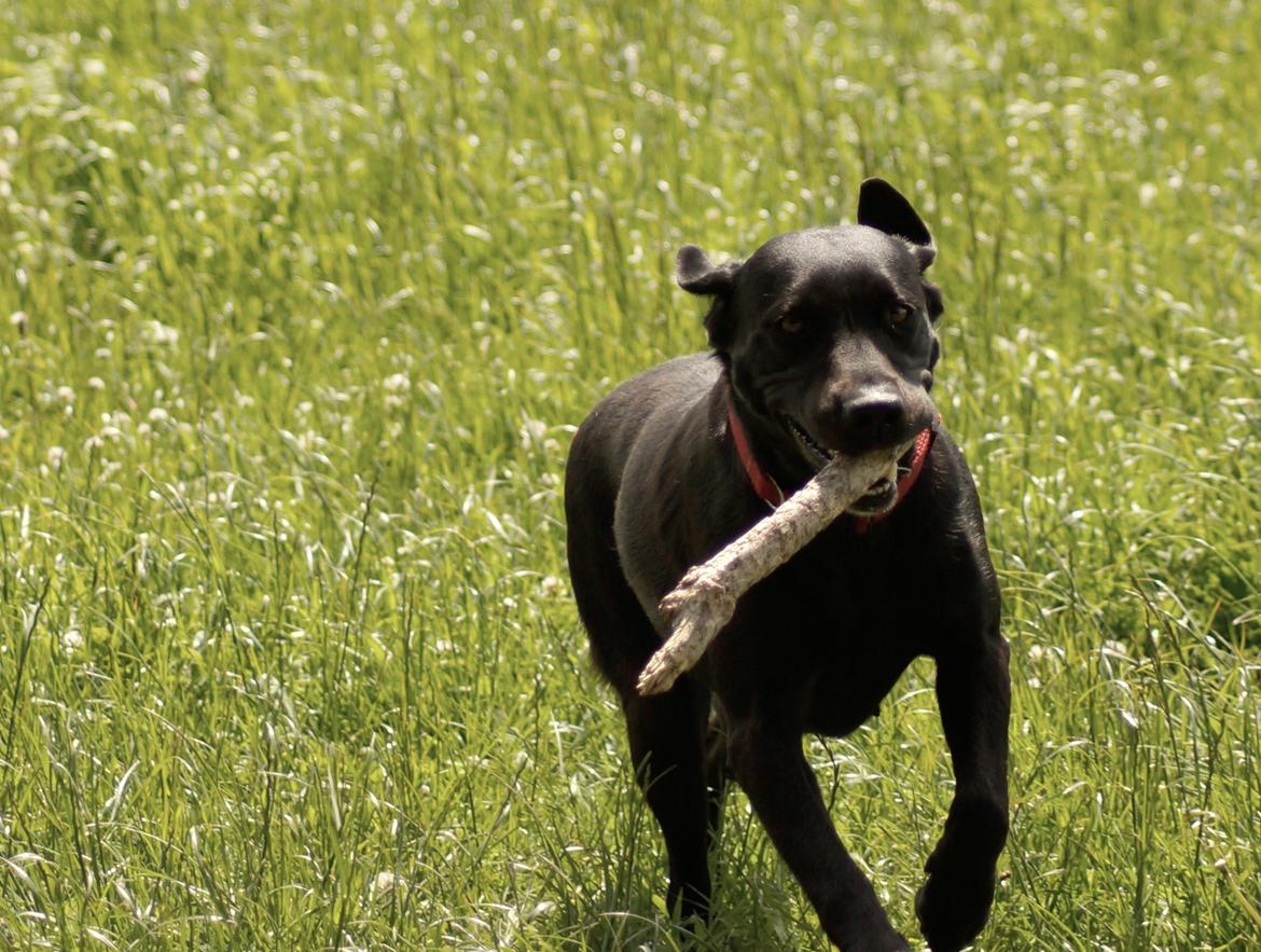 Labrador retriever Maggie billede 19