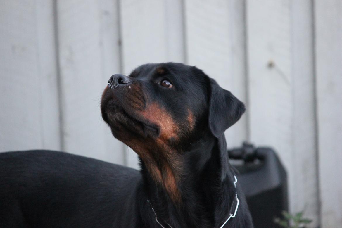 Rottweiler Heitah´s Venedi billede 3