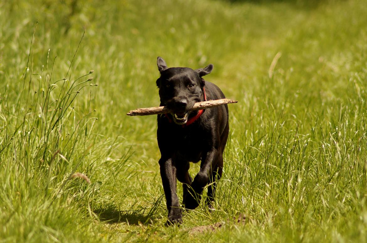 Labrador retriever Maggie - My favorite girl<3 billede 20