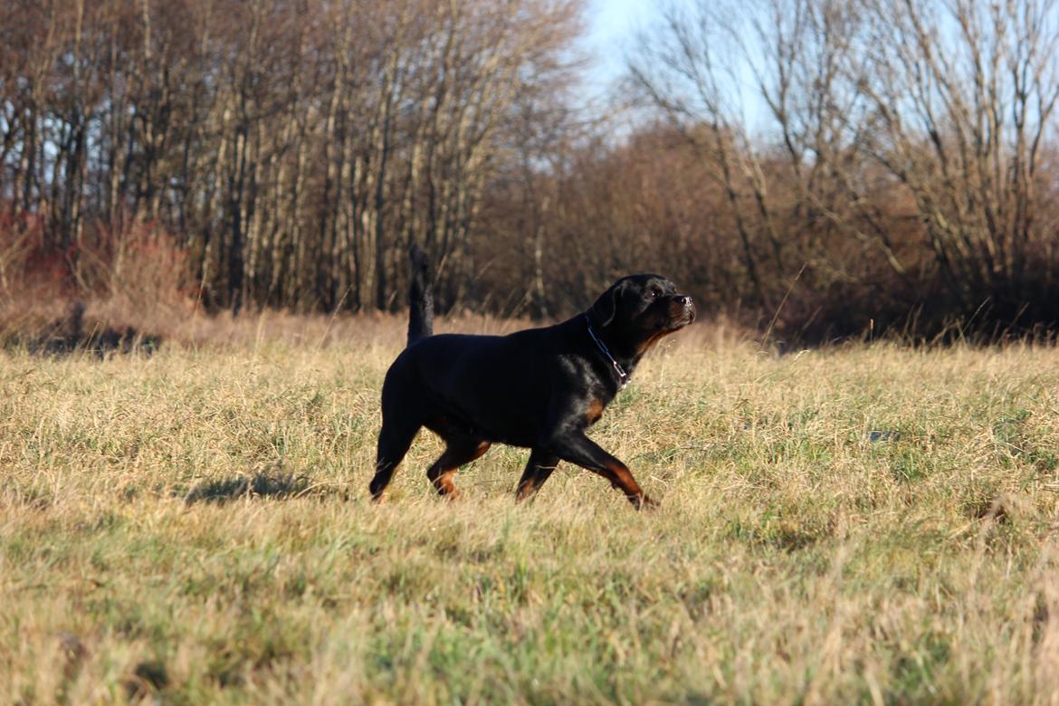Rottweiler Heitah´s Venedi billede 7