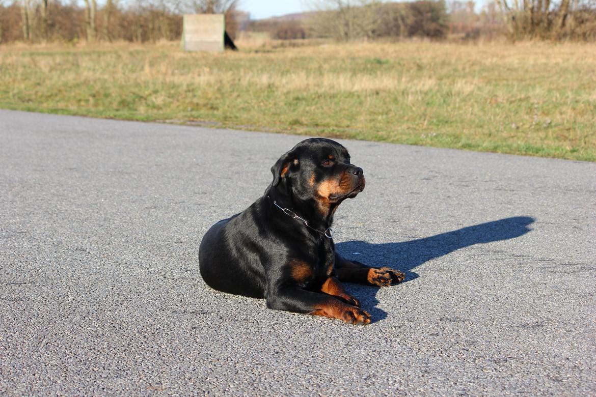 Rottweiler Heitah´s Venedi billede 9
