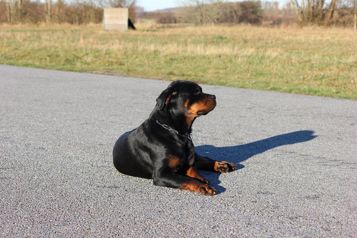 Rottweiler Heitah´s Venedi billede 10