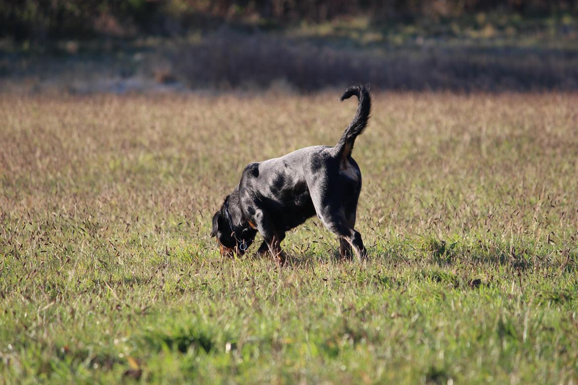 Rottweiler Heitah´s Venedi billede 11