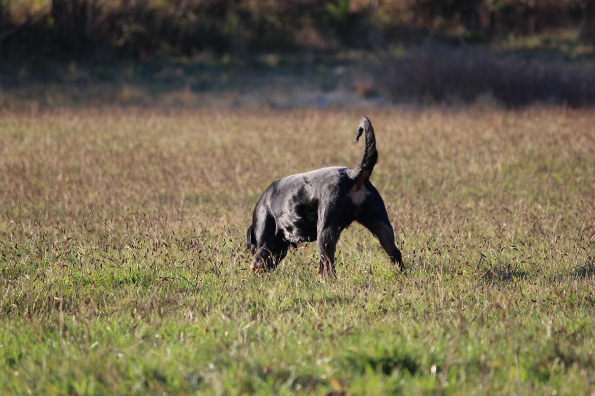 Rottweiler Heitah´s Venedi billede 12