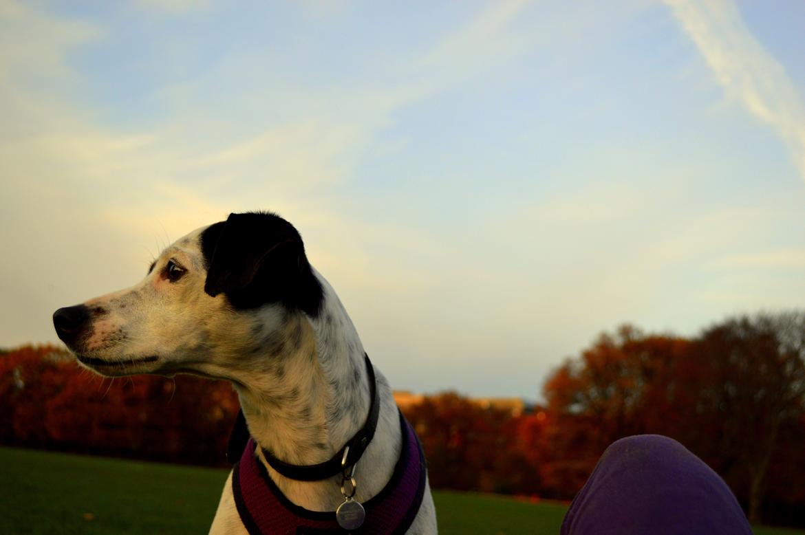 Dansk svensk gaardhund Sniffer [Bedste ven] - En dejlig efterårstur i Fælledparken med mit flotte knæ og Sniffer!
Efterår 2013 billede 4