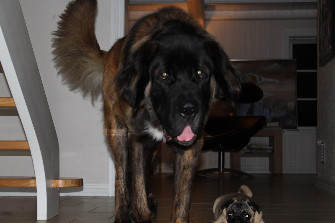 Blanding af racer bent billede 11