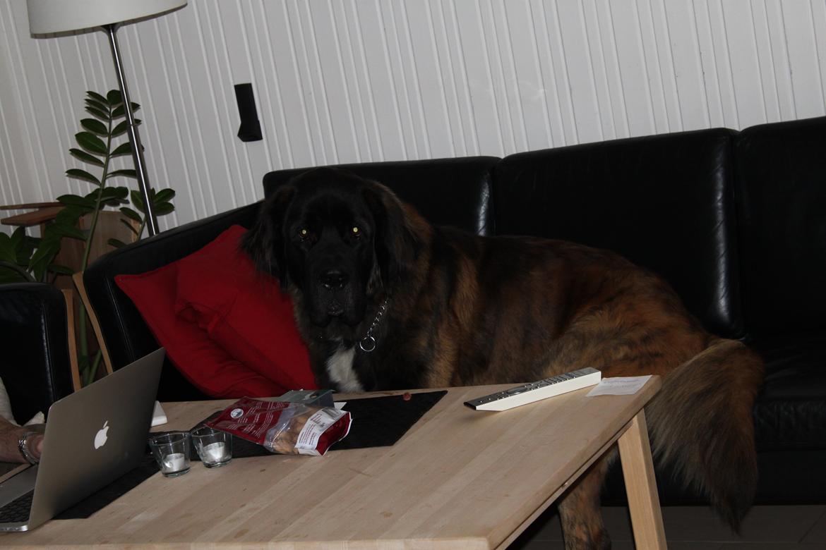 Blanding af racer bent billede 12