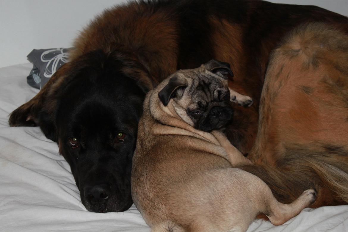 Blanding af racer bent - hvad laver i der oppe billede 13