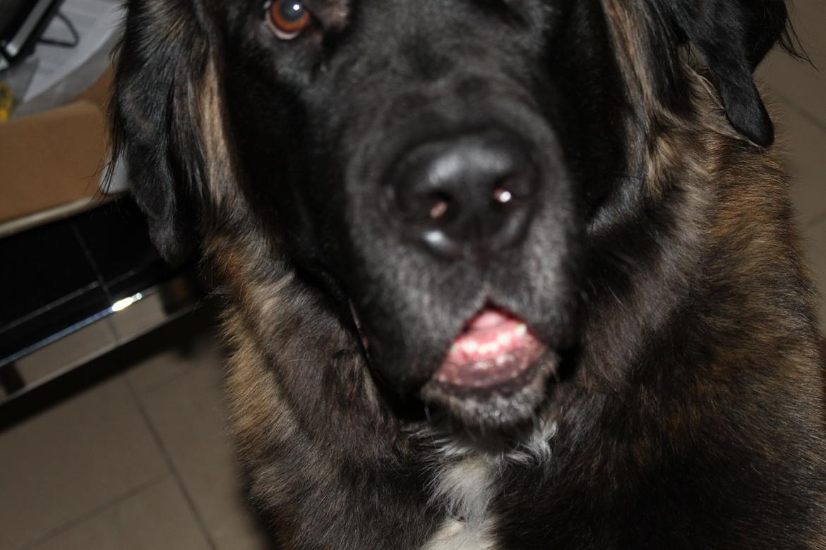 Blanding af racer bent - hvad laver du bent?? billede 14