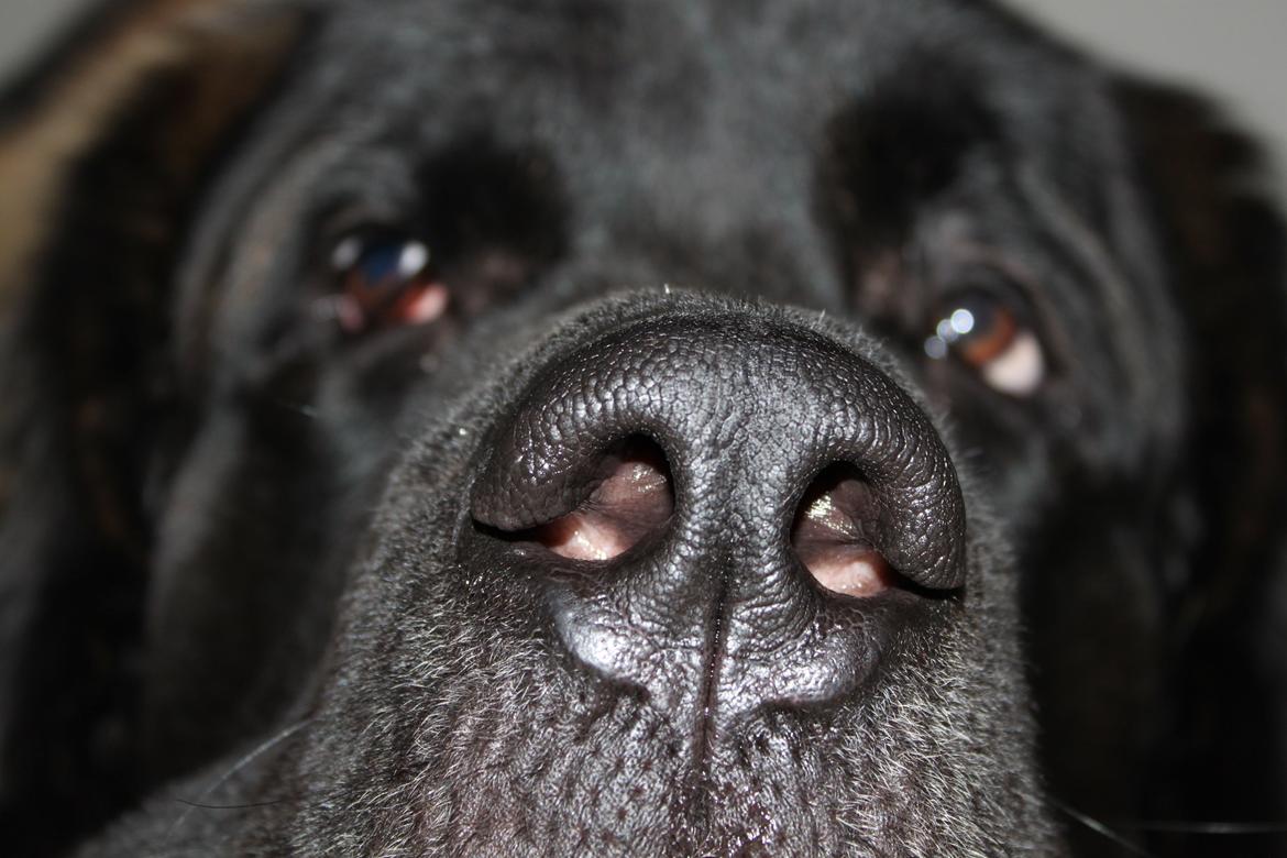 Blanding af racer bent billede 15