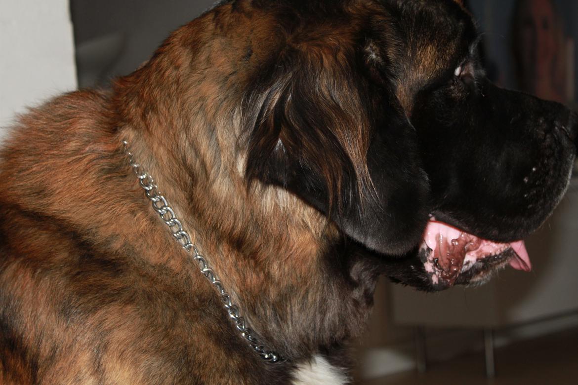 Blanding af racer bent billede 16