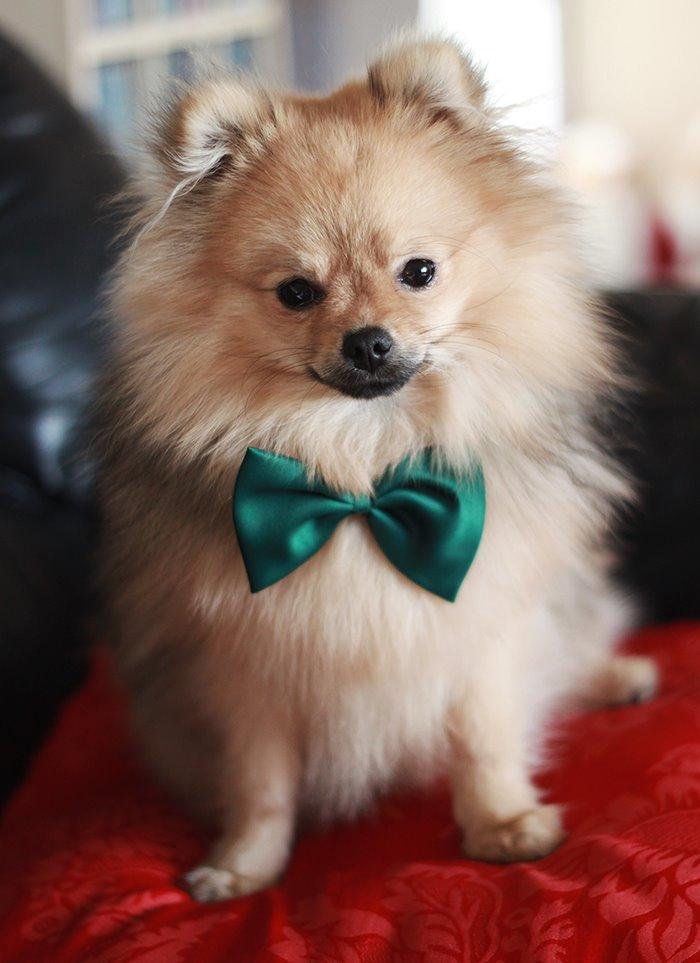 Pomeranian Dean - Glædelig Jul! Næsten 8 måneder gammel!  billede 3