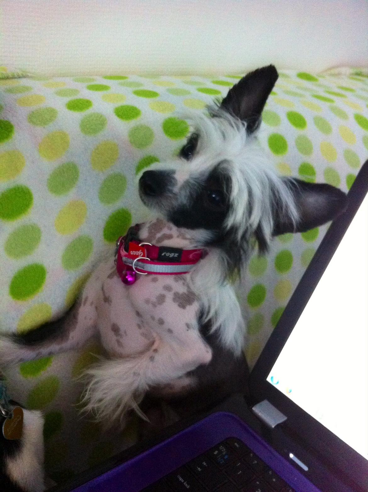 Chinese crested hårløs @ Mulan billede 9