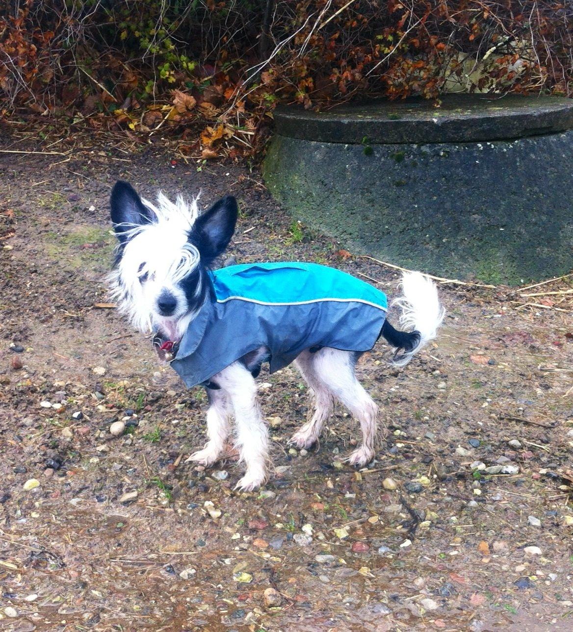 Chinese crested hårløs @ Mulan billede 10