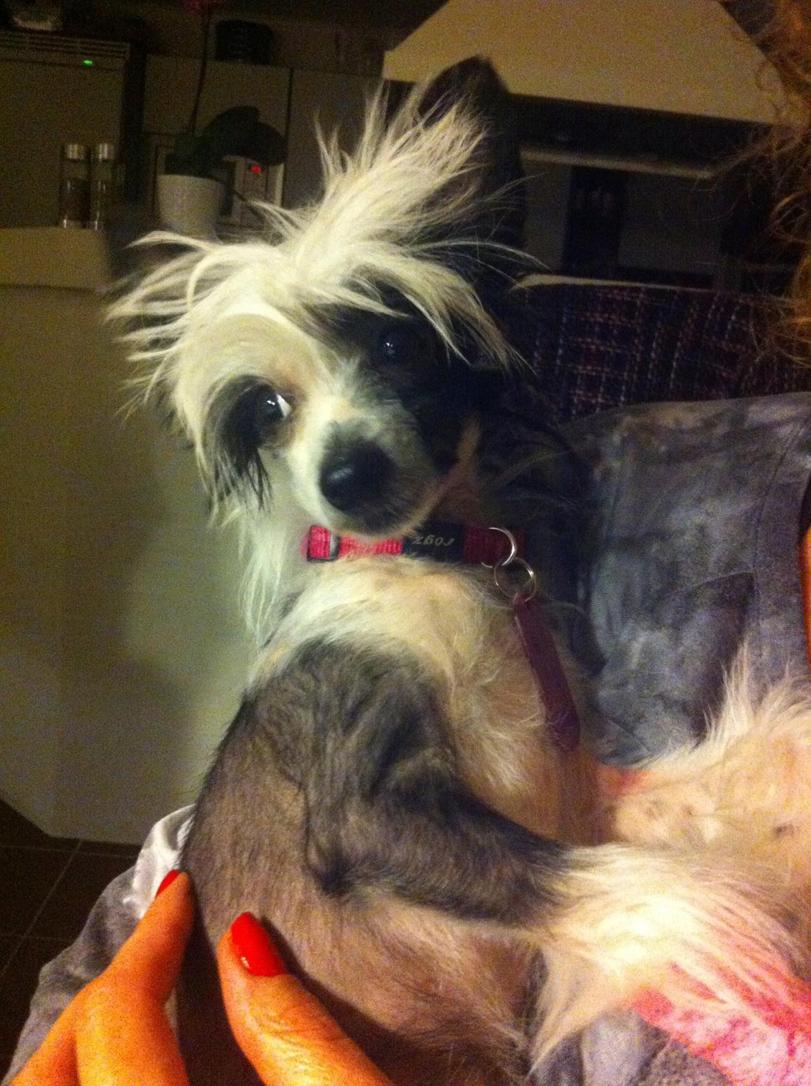 Chinese crested hårløs @ Mulan billede 34