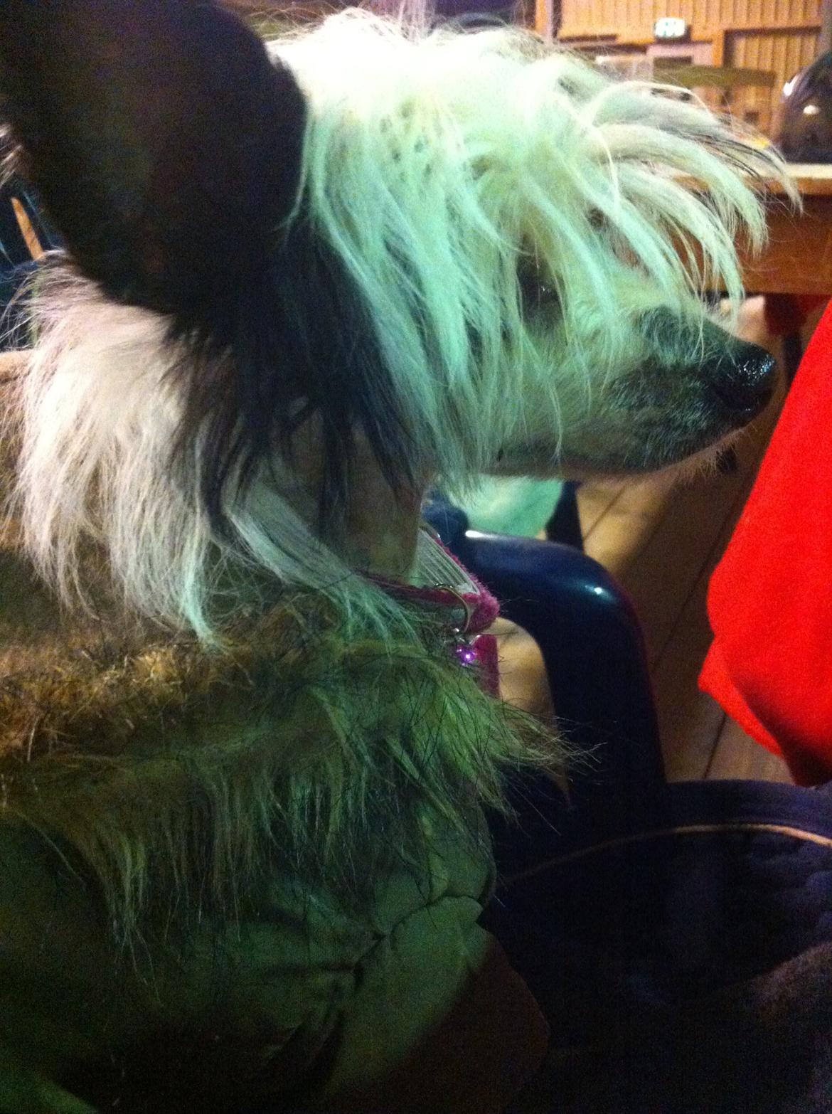 Chinese crested hårløs @ Mulan billede 13