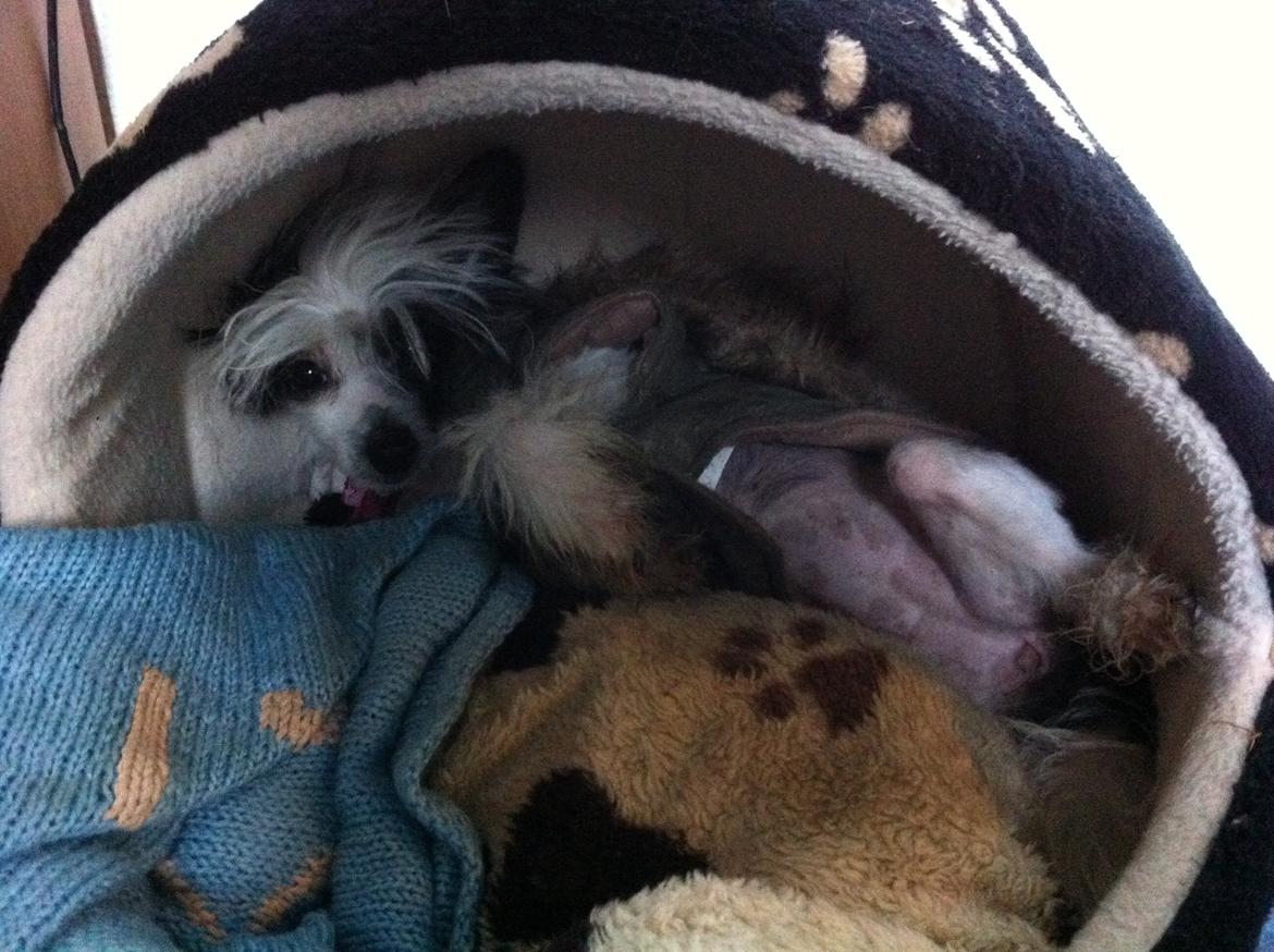 Chinese crested hårløs @ Mulan billede 29