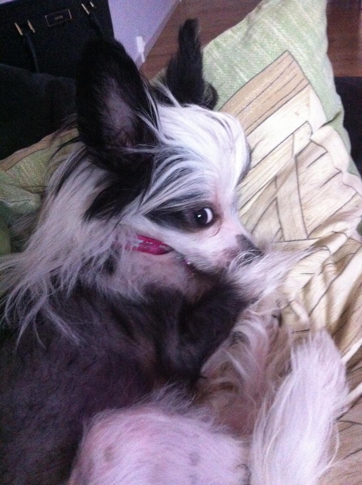 Chinese crested hårløs @ Mulan billede 12