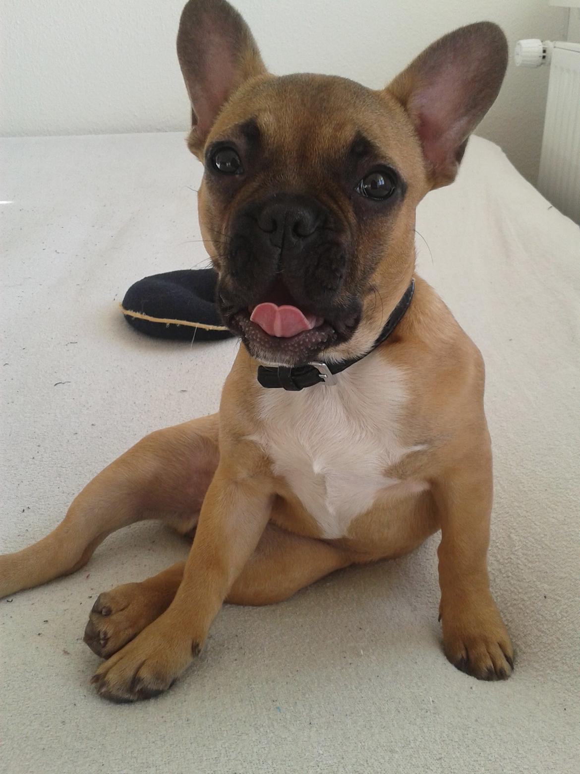 Fransk bulldog Sikki billede 7