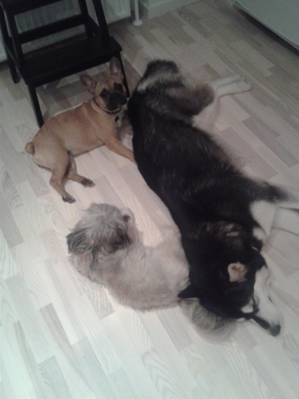 Fransk bulldog Sikki billede 8