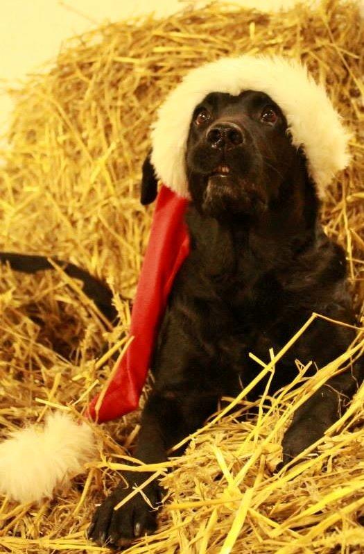 Labrador retriever Eshøjs Trille - 19. Trille, julen 2013 billede 19