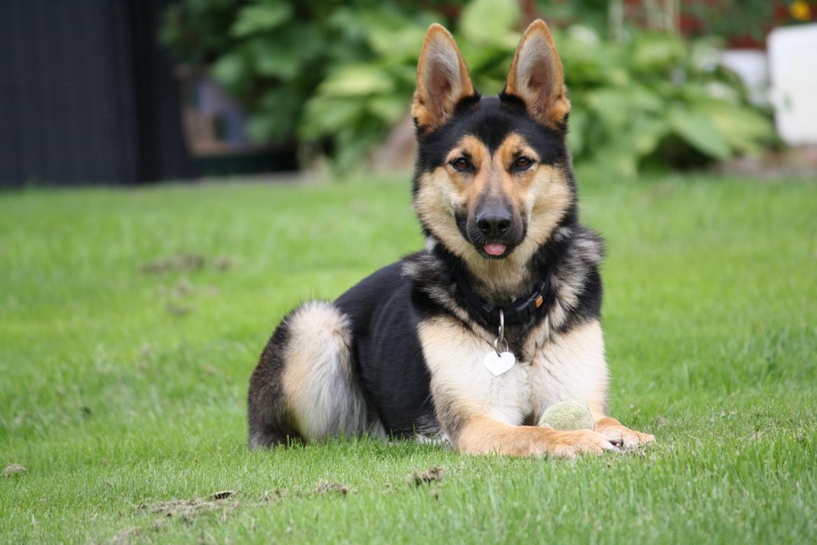 Schæferhund | Coco - Ja, så er hun blevet en rigtig hund nu. Hun er nu ikke hvalp længere. - 21/11-2013. | Foto: Min lillesøster billede 23