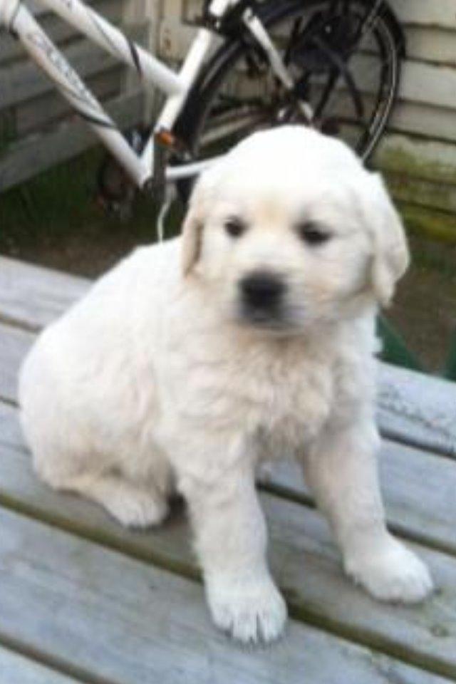 Golden retriever Hubert - Hubert 5 uger  da jeg var  i Thisted for at vælge ham og  give ham navn. billede 2