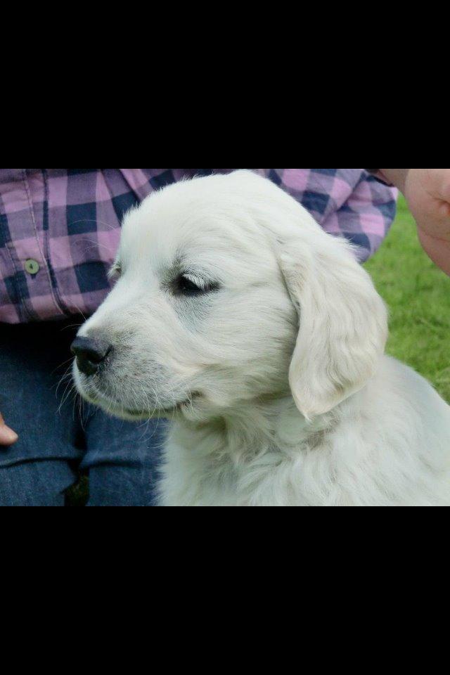 Golden retriever Hubert - Hubert 8 uger  han;s første dag hjemme han blev rigtig godt modtaget af  vores  andre 3 hunde . billede 3