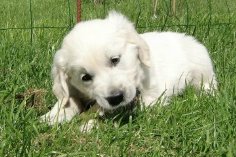 Golden retriever Hubert - Hubert syndes  det er så dejligt  at ligge i haven  og gnave ben. billede 4